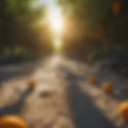 Sun-kissed Citrus Orchards