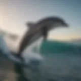 Dolphin Echolocation Master