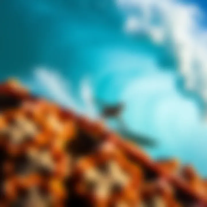 Exploring Coral Cuts: Techniques, Effects, and Environmental Considerations Summary Exploring Coral Cuts: Techniques, Effects, and Environmental Considerations Summary