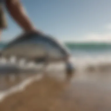 Close-up of a surf fishing catch on the sandy shore