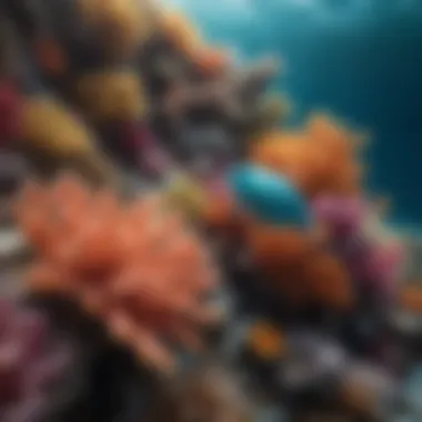 Colorful marine life thriving in the coral reefs surrounding a Maldivian atoll.