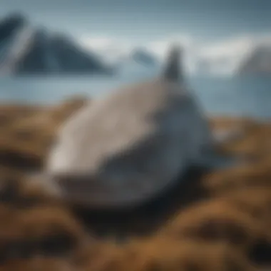 Greenland shark camouflaged in Arctic environment