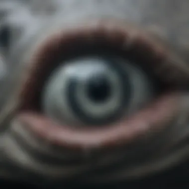 Close-up of a Greenland shark's unique eye structure