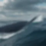 Majestic Blue Whale swimming in ocean