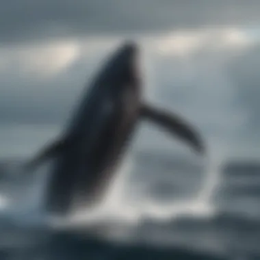 Majestic Whales in Pacific Ocean