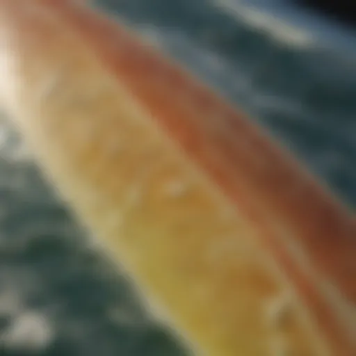 Close-up of surfboard wax texture