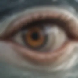 Close-up of a shark's eye showcasing its unique physiology