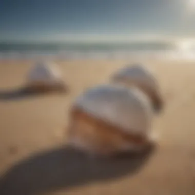 A stylized representation of seashells scattered on sandy beach under the moonlight