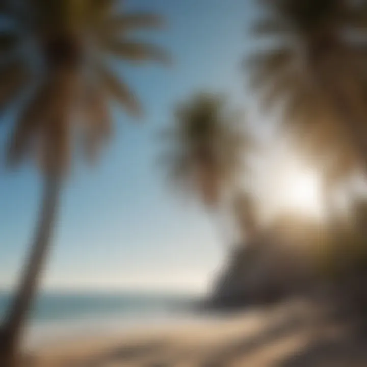 Swaying palm trees on Isla Todos Santos