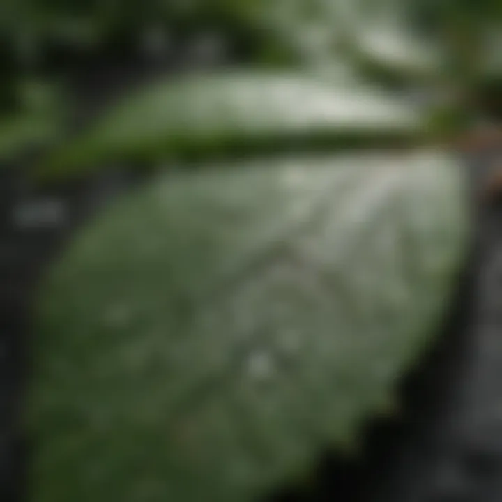 Close-up of raindrops on a leaf showcasing the beauty of nature.