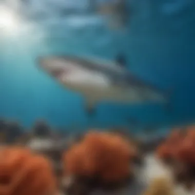 Tiger Shark Hunting Prey in Coral Reef