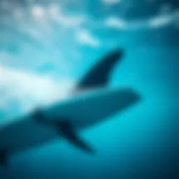 Understanding Swimming Fin Sizes: An In-Depth Analysis Introduction