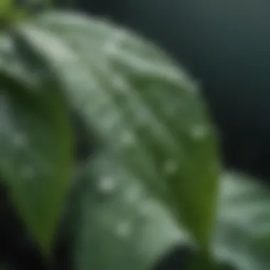 Close-up of water droplets on fresh green leaf