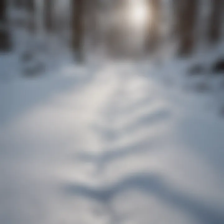 Footprints in fresh snow leading into a forest